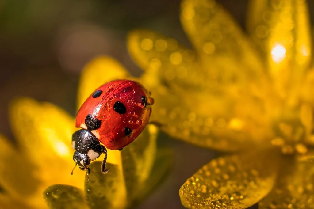 13 Most Popular Symbols of Good Luck in Italy
