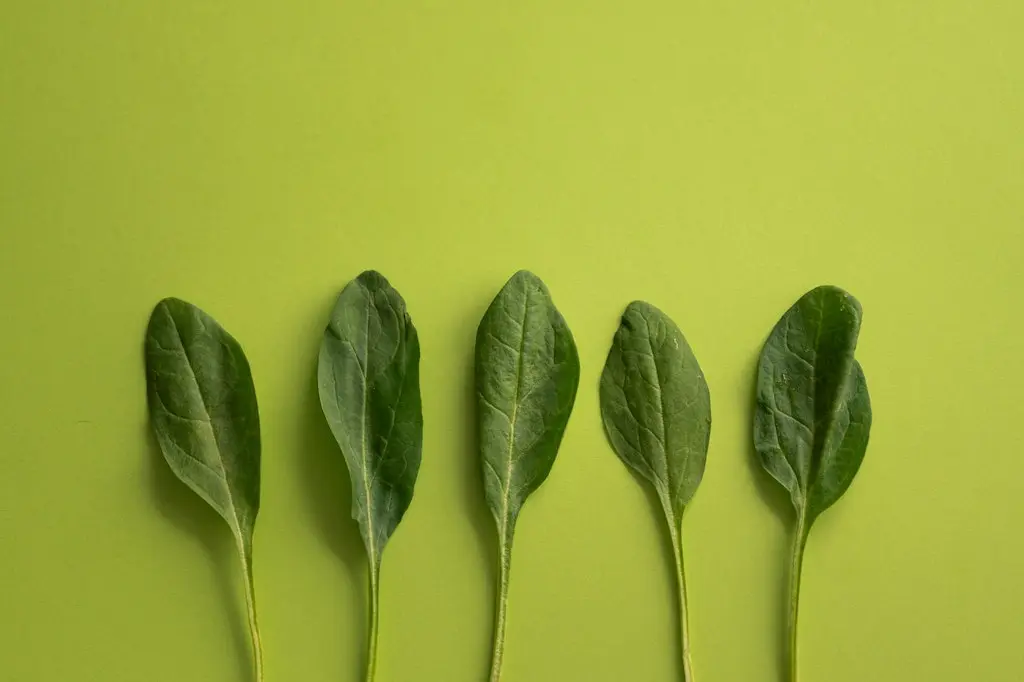 15 Best Vegan and Vegetarian Restaurants in Italy