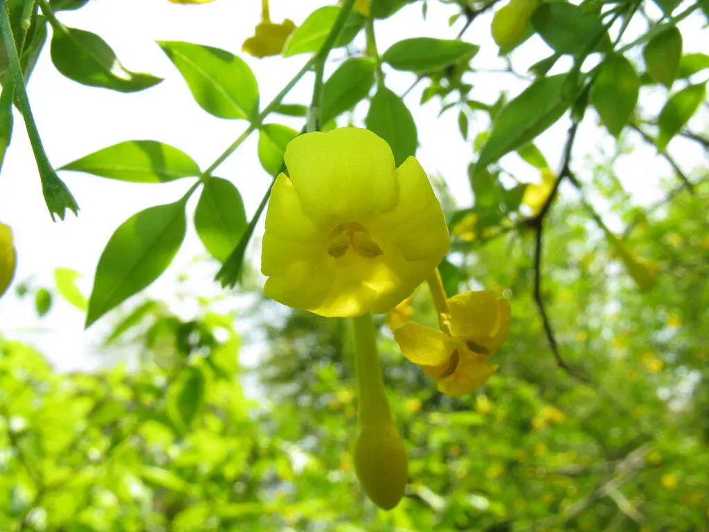 10 Popular Italian Flowers and Their Meanings