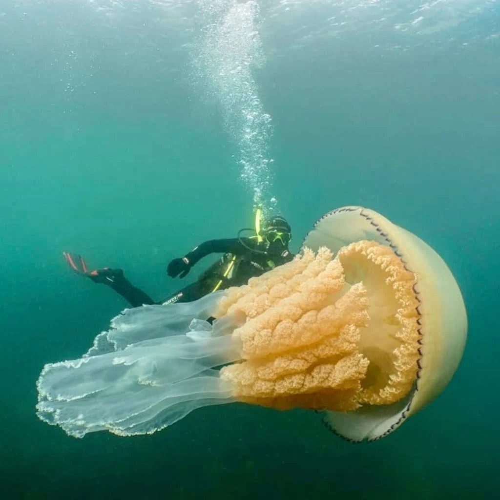 Dangerous Animals in Italy To Watch Out For