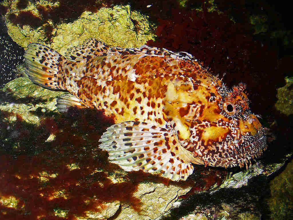 Dangerous Animals in Italy To Watch Out For