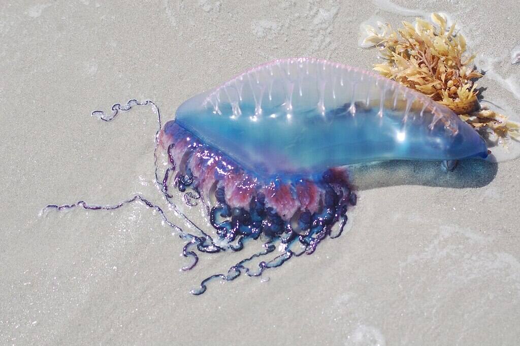 Dangerous Animals in Italy To Watch Out For
