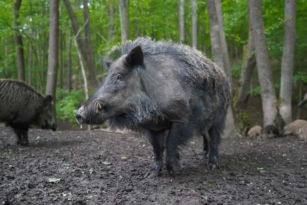 Dangerous Animals in Italy To Watch Out For